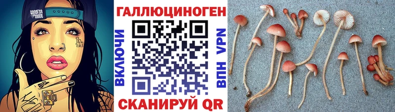 Псилоцибиновые грибы Psilocybine cubensis  Владикавказ 